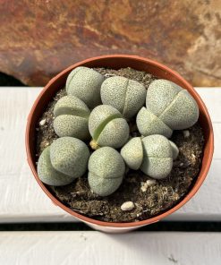 Pleiospilos Nelli