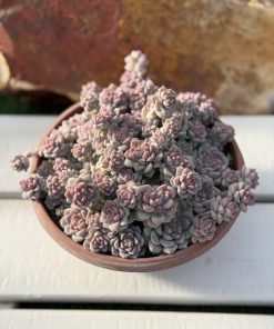 Echeveria Prolifica