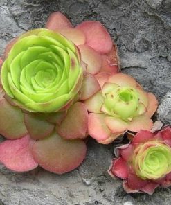 Aeonium GLANDULOSUM