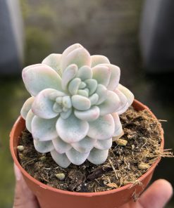 Sedum Clavatum variegated