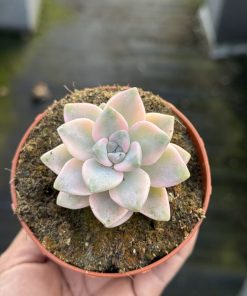 Graptosedum ‘Nuit Blanche’ variegata