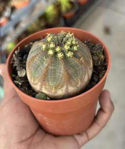 Euphorbia Obesa