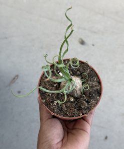 Albuca Concordiana