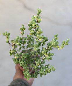 Antimima sp. SB 1942