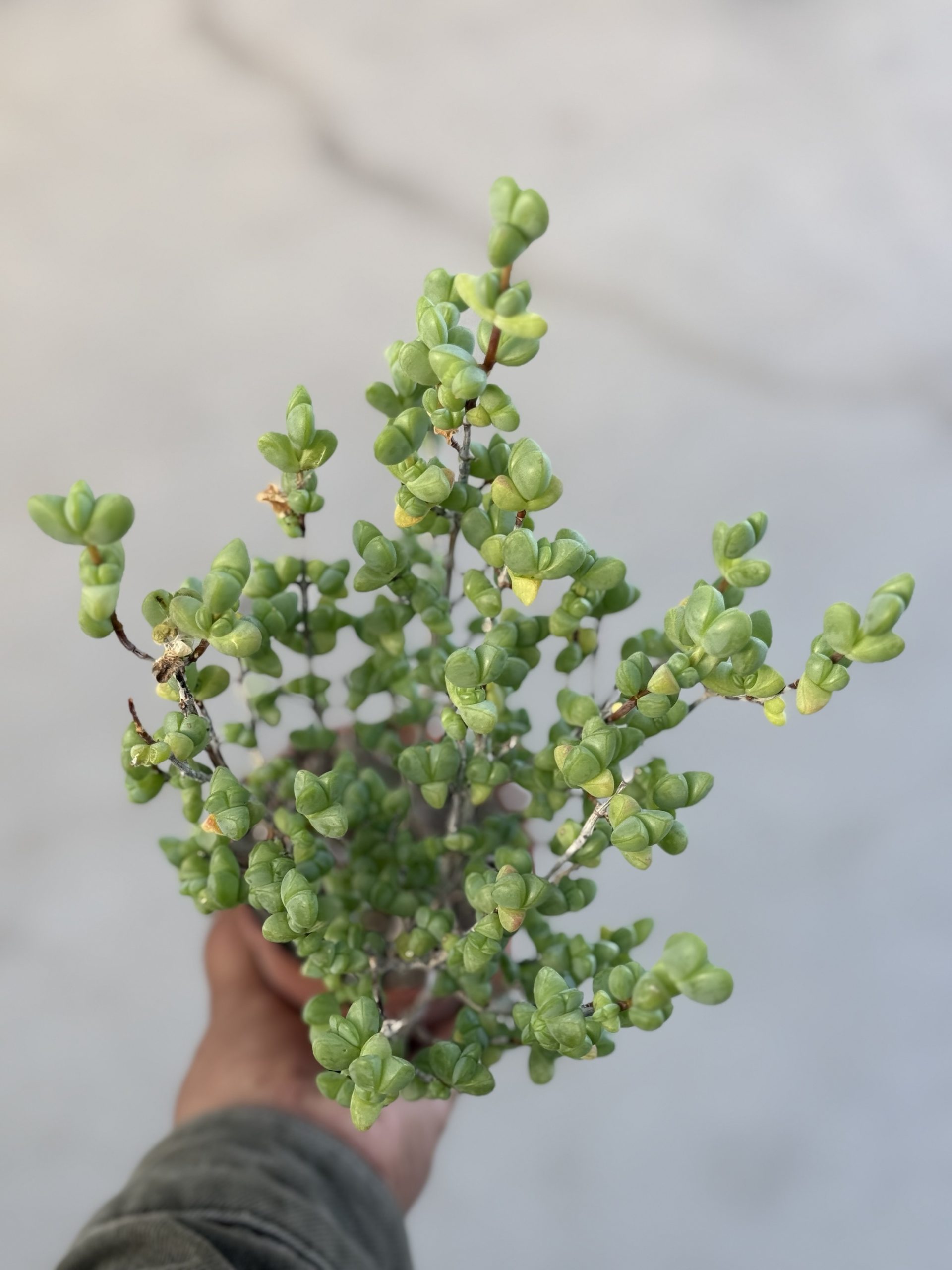 Antimima sp. SB 1942