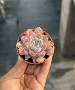 Graptoveria Black Raccoon