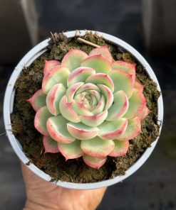 Echeveria "silhouette"