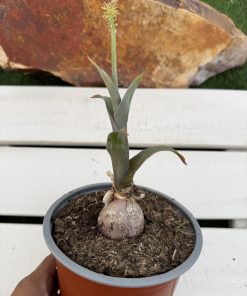 Merwilla Plúmbea
