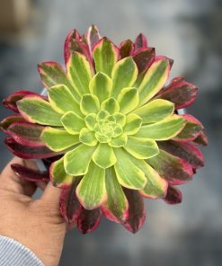 Aeonium sunrise