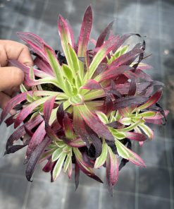 Aeonium Firecrackers variegated