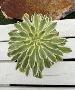 Aeonium Green Wave