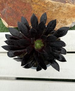 Aeonium Poldark
