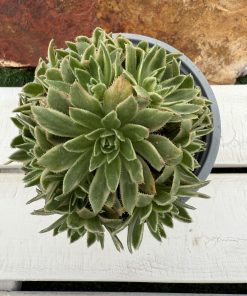 Aeonium  SIMSII variegated