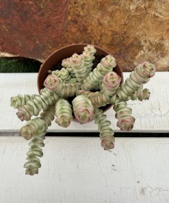 Crassula Marnieriana variegated