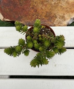 Sedum ' Spiral staircase'