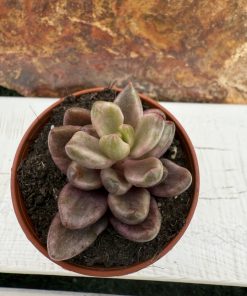Lenopetalum 'Chocolate and Strawberries'