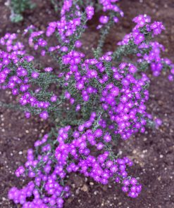 Ruschia cradockensis