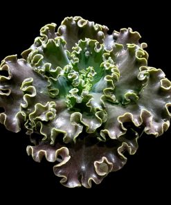 Echeveria Ink lady