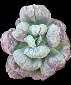 Echeveria Hoba ( raindrops x lilac frost)