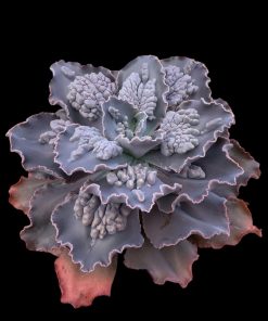 Echeveria nessie dorma