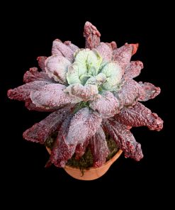 Echeveria Linguas