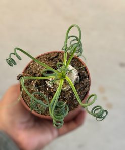 Albuca Spiralis