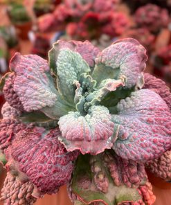 Echeveria green emperor