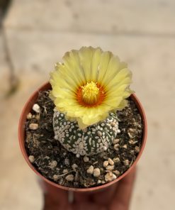Astrophytum asterias 'Super Kabuto'