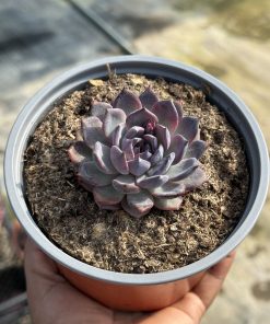 Echeveria Dark rose