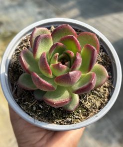 Echeveria Black tiger
