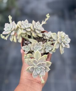 Graptopetalum paraguayense ssp. bernealense