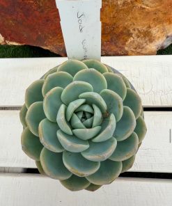 Echeveria Jade butterfly