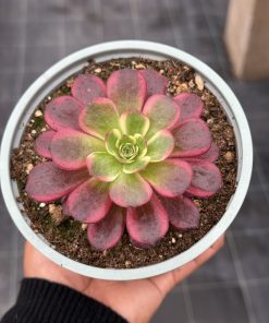 Aeonium Anna