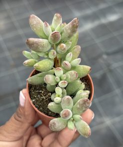 Cotyledon Papillaris
