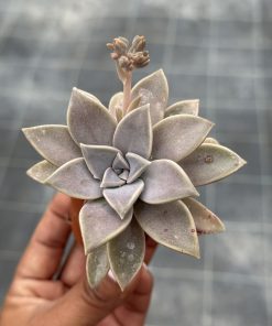 Graptophytum ‘Artefact’