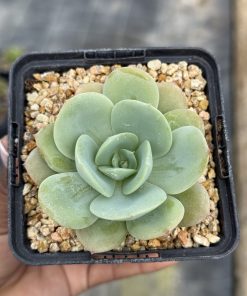 Echeveria Hakuhou