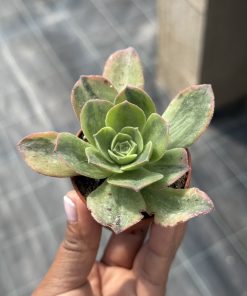 Aeonium "Orion" variegated