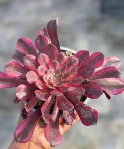 Aeonium Black kinkong