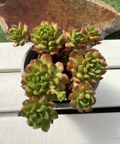 Echeveria Red Lantern
