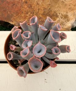 Echeveria Pinky trumpet