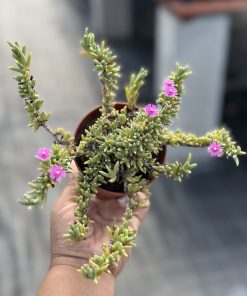 Ruschia Pulvinaris