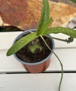 Ledebouria socialis 'Paucifolia'