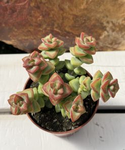 Crassula