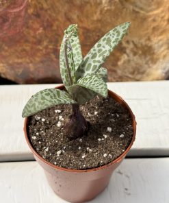 Ledebouria Socialis