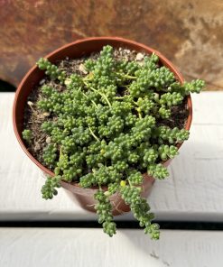Sedum album ‘Baby Tears’