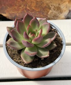 Echeveria Black rose