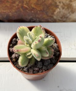 Cotyledon Tomentosa variegated