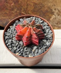 Gymnocalycium mihanovichii variegated