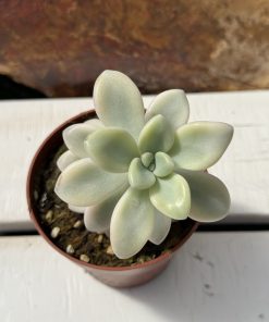 Graptopetalum Ellen variegated