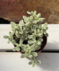 Sedum Jelly Bean Mickey Variegated